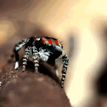Animated GIF: water droplet hat jumping spider awh.
