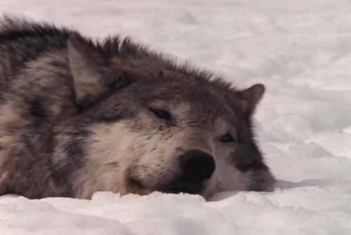 Волк снег природа гифка.