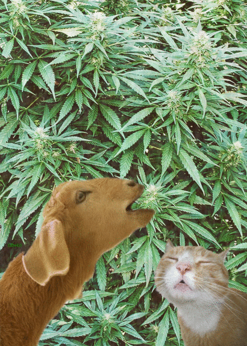 Кот ест коноплю прикол открытка марихуана
