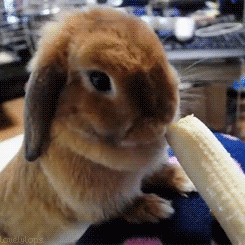 bunny,rabbit,animals,eating