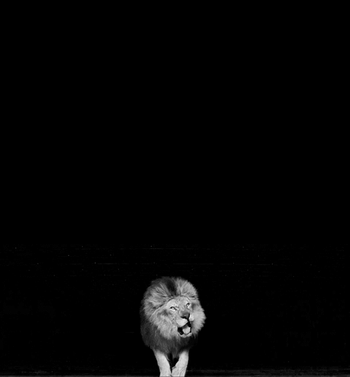 pretty,black and white,profile picture,beautiful,massive,love,animals,girl,animal,puppy,babies,lion,wild,roar,zoo,rude,baby animal