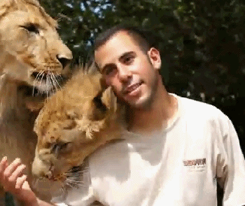 love,animals,hug,lion