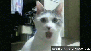 cat,reaction,wtf,shocked,surprised,no way