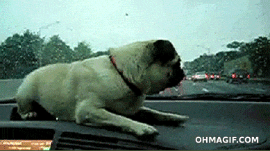 wipers,wiper,funny,animals,playing,surprised,pug,attacks,windshield,dashboard