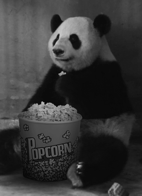 eating popcorn,popcorn,animals,bw,panda,riveted