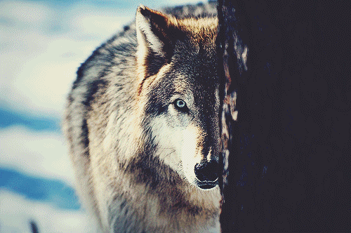 wolf,black and white,animal,eyes,snow,wild,wilk