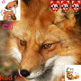 moon,fox,picture,red