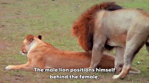 Mating lions field GIF.