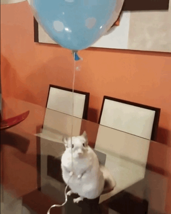 День шиншиллы. Шарик хомяк воздушный. Воздушные шары кошка. Кот на шаре. Кот с воздушными шарами.