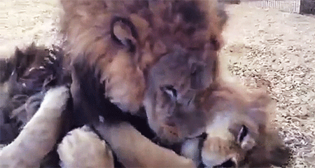 had to it,not even close,and i fucking love lions okay,and this video just melted me,but i do have some animal blogs following me,not my usual stuff