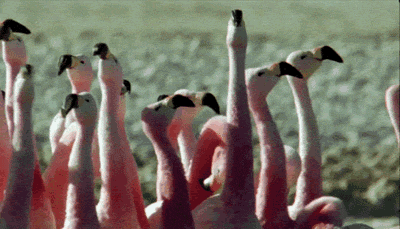 confused,flamingos,flamingo,what,wut,wat,critters