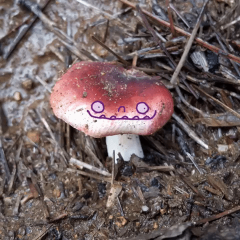 paranoid mushroom,zapatoverde,just chilling,alucinogeno,fresh stay,mushrooms and magic,not sure what about this,come to the forest we are friends,alucinongo,paranongo