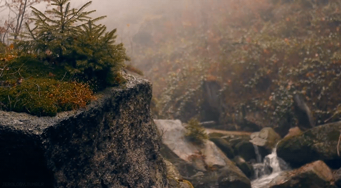 misty forest,nature,water,cinemagraph,beauty,earth,jerology,creek,purity