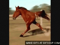 horse,running