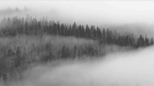 mist,fog,black and white,dark,forest