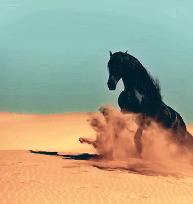 amazing,sand,black horse,black stallion,shiny,black hair,friesian,low drifting sand