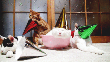 happy birthday cat,happy birthday,birthday,cat