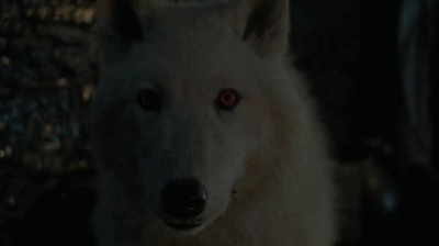 game of thrones,season 4,ghost,jon snow,a song of ice and fire,episode 9,stark,the war at the wall