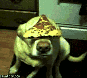animals,dog,pizza,trick