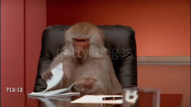 Meeting office monkey baboon GIF.