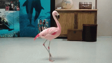 wtf,pink,flamingo,pinkflamingo