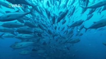 fish,ocean,animals,nature