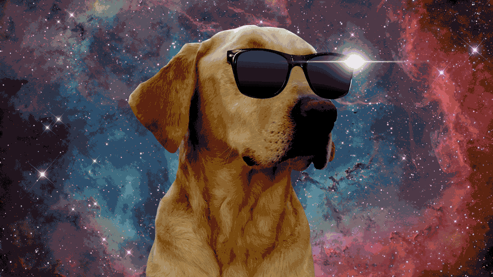 dog,labrator,deal with it,yolo,swag,aluxe