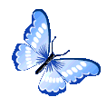 butterfly,transparent