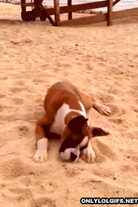 animals,dog,beach,sand