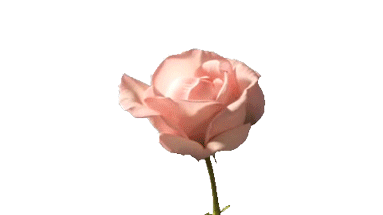 transparent,flower,rose,wow,bud