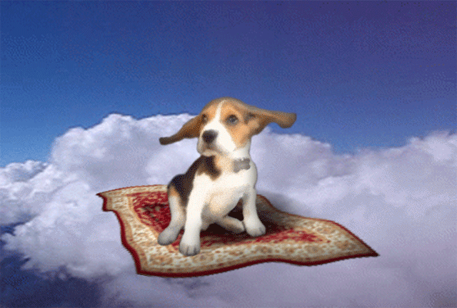 dog,fly,flying dog,cute,mj the beagle,beagle,magic carpet,puppy,adorable,flying,cute puppy