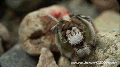 music,spiders,mating,deep look,jumping spiders