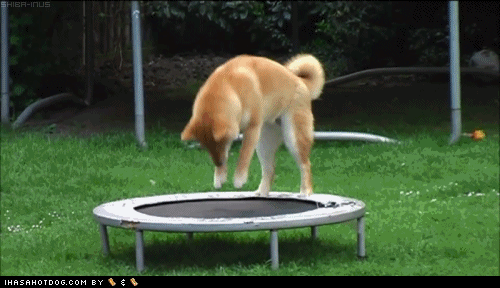 cute,fun,dogs,puppies,doge,trampoline