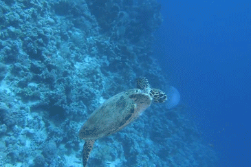 sea turtles,animals,nature,ocean
