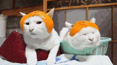 hat,cat,orange,fruit,animals wearing hats