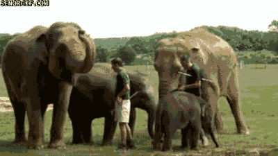 cute,animals,high five,communication,elephants,anthropomorphism
