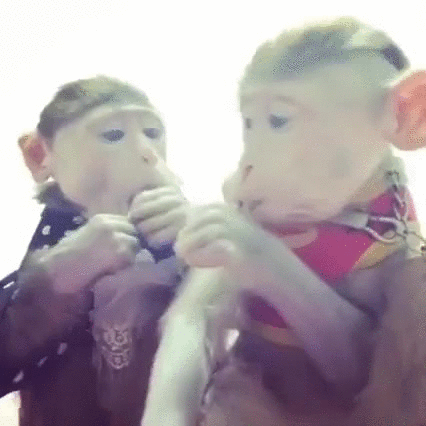 monkeys,lollipops