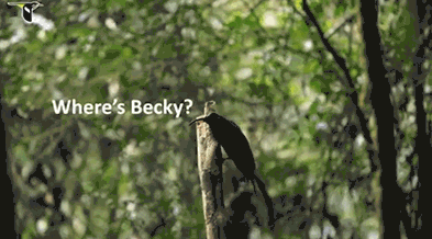 birds,becky,where is becky,wheres becky