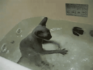 bathtub,wet,cat,water,bath,paddle