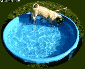 circle of life,dog,pool,circle,pugs