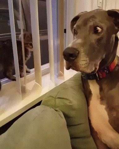 reaction,dog,omg,kitten,nose