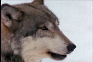 howling,howling wolf,howl,grey wolf,head,grey,gray,gray wolf