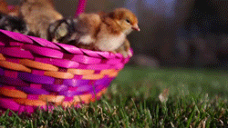 easter,baby,excited,birds,grass,fuzzy