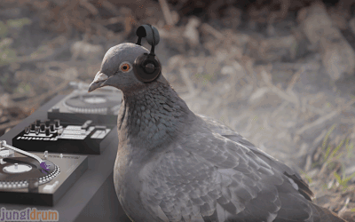 pigeon dj,pigeon,ecards,sheepfilms,jungldrum