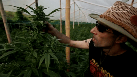 Скачать бесплатно видео о марихуане удобрения для конопли кемира