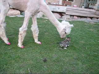 alpaca,kitten,meets,manicured