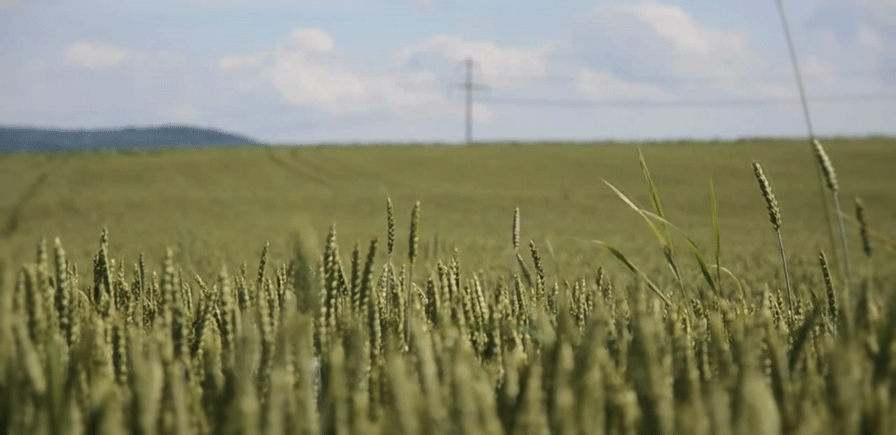 wheat,field,cinemagraph,breeze