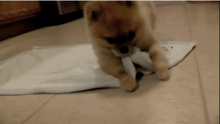 bed time,puppy,adorable,reactiongifs,button,too cute,snooze,snuggle up