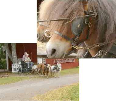 funny,cute,horses,ponies,miniature,carriage,lets ride