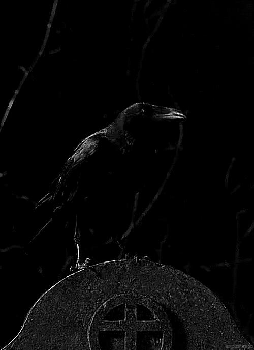 black,raven,animals,bird,standing,cawing,quoth